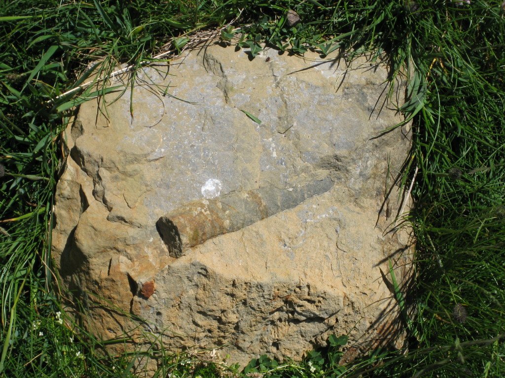  Ojo fosilizado ..., la mirada del Mesozoico ( Belemnites )