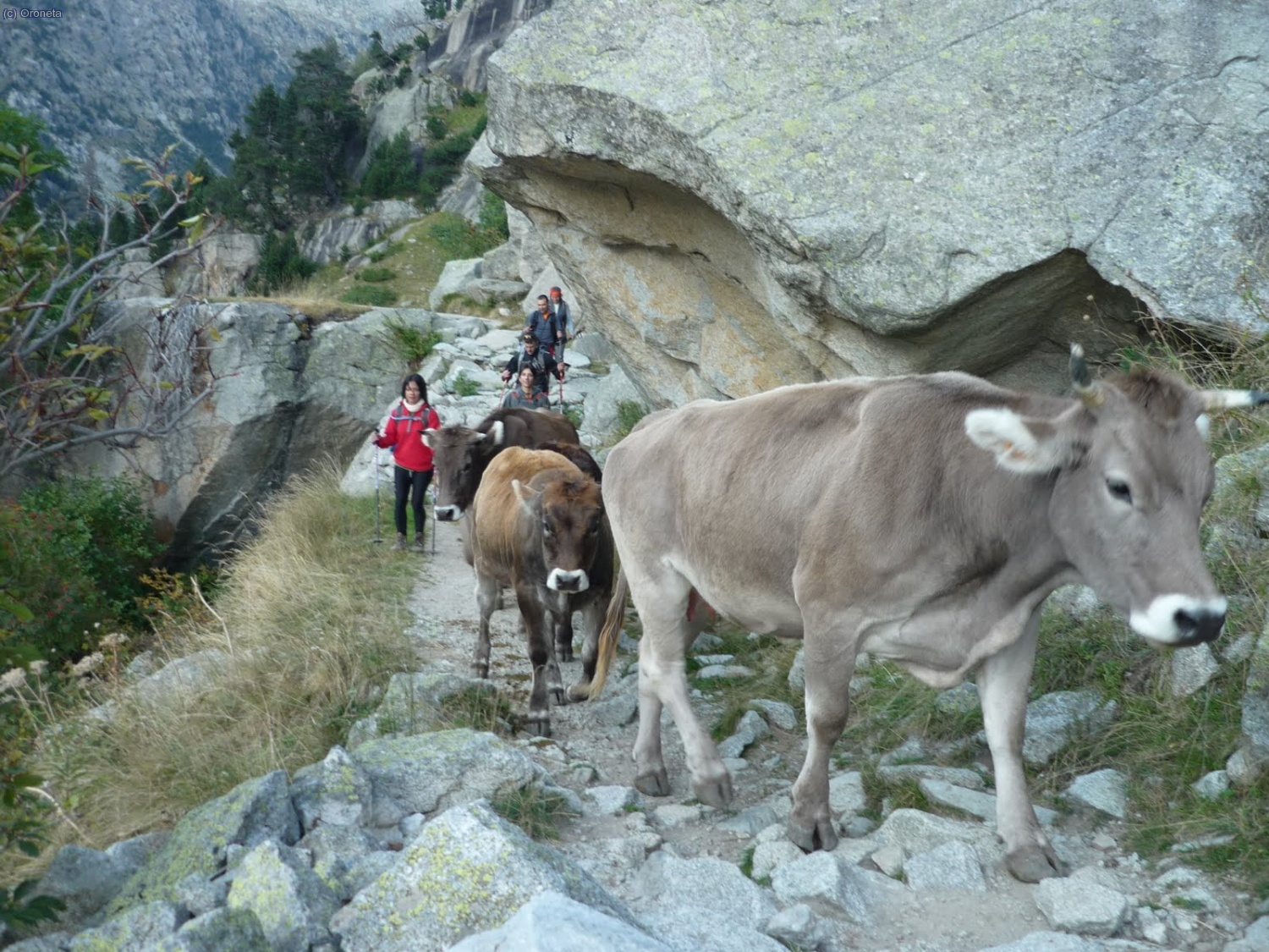 El "ramat" tornant a casa