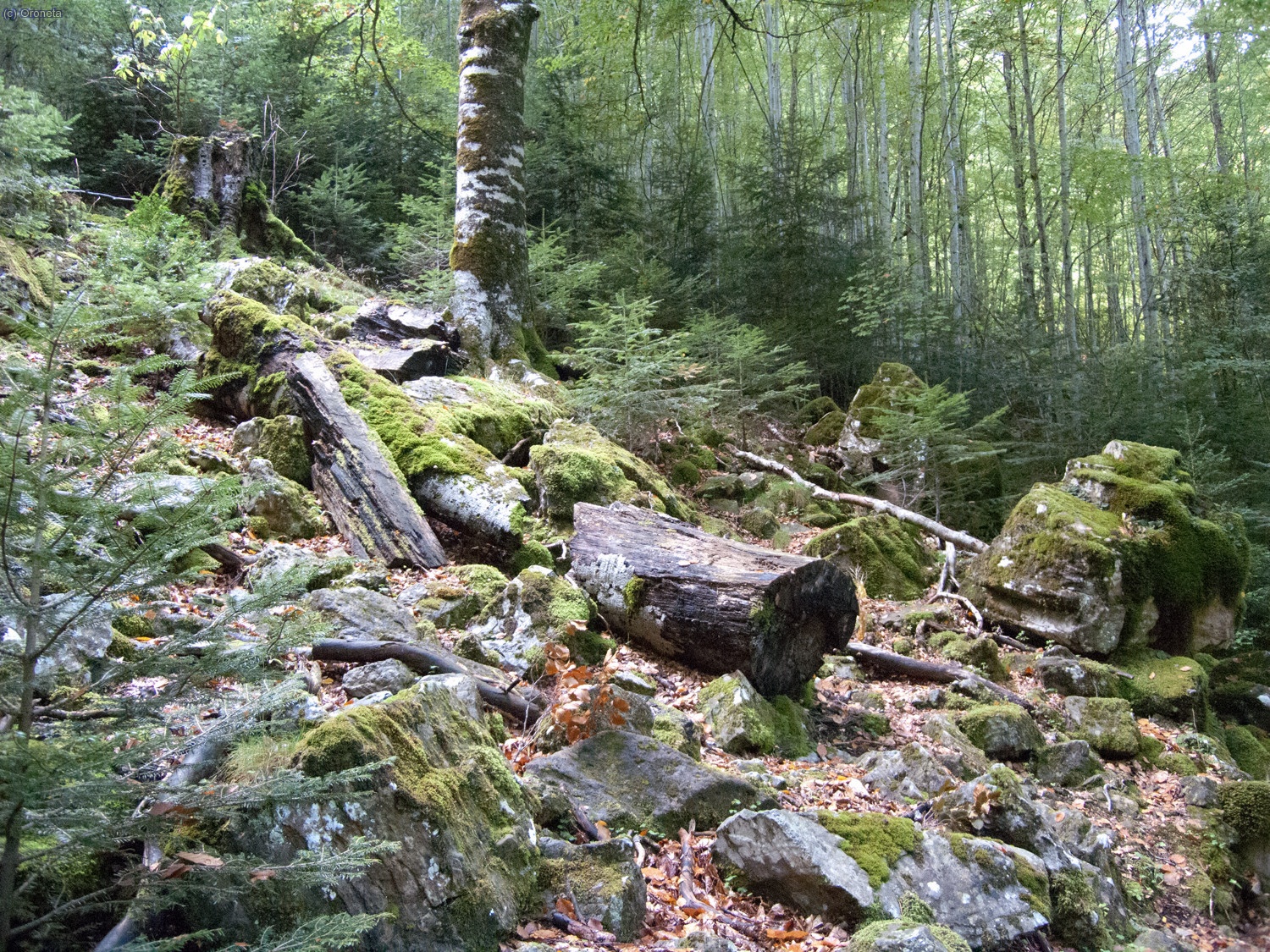 Impressionant el ca&ntilde;on d