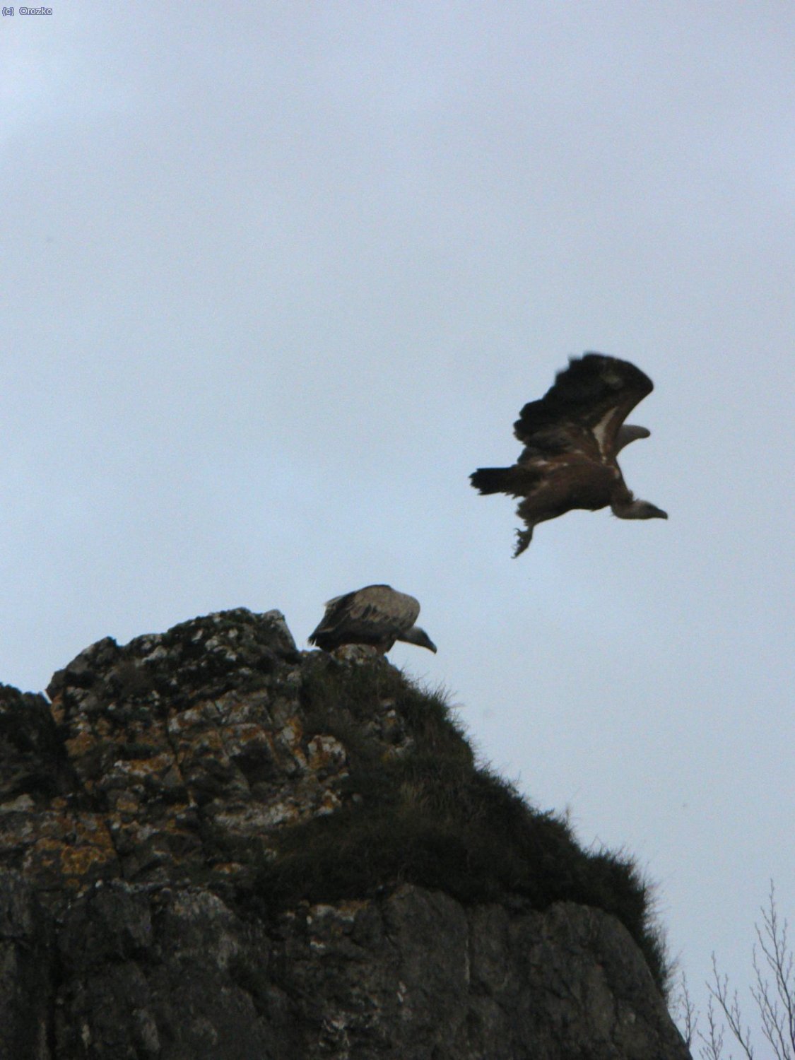 Buitres vigilando la salida del paso de Atxuri en Gorbeia.