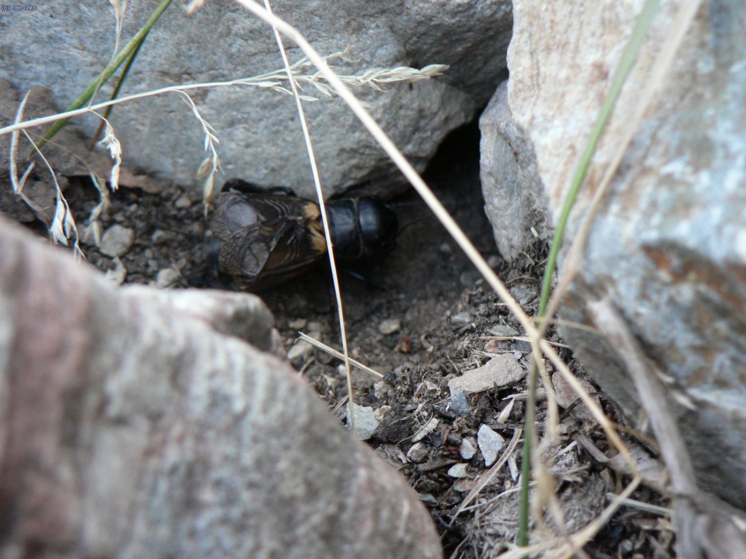 Grillo en las bordas de Noarre