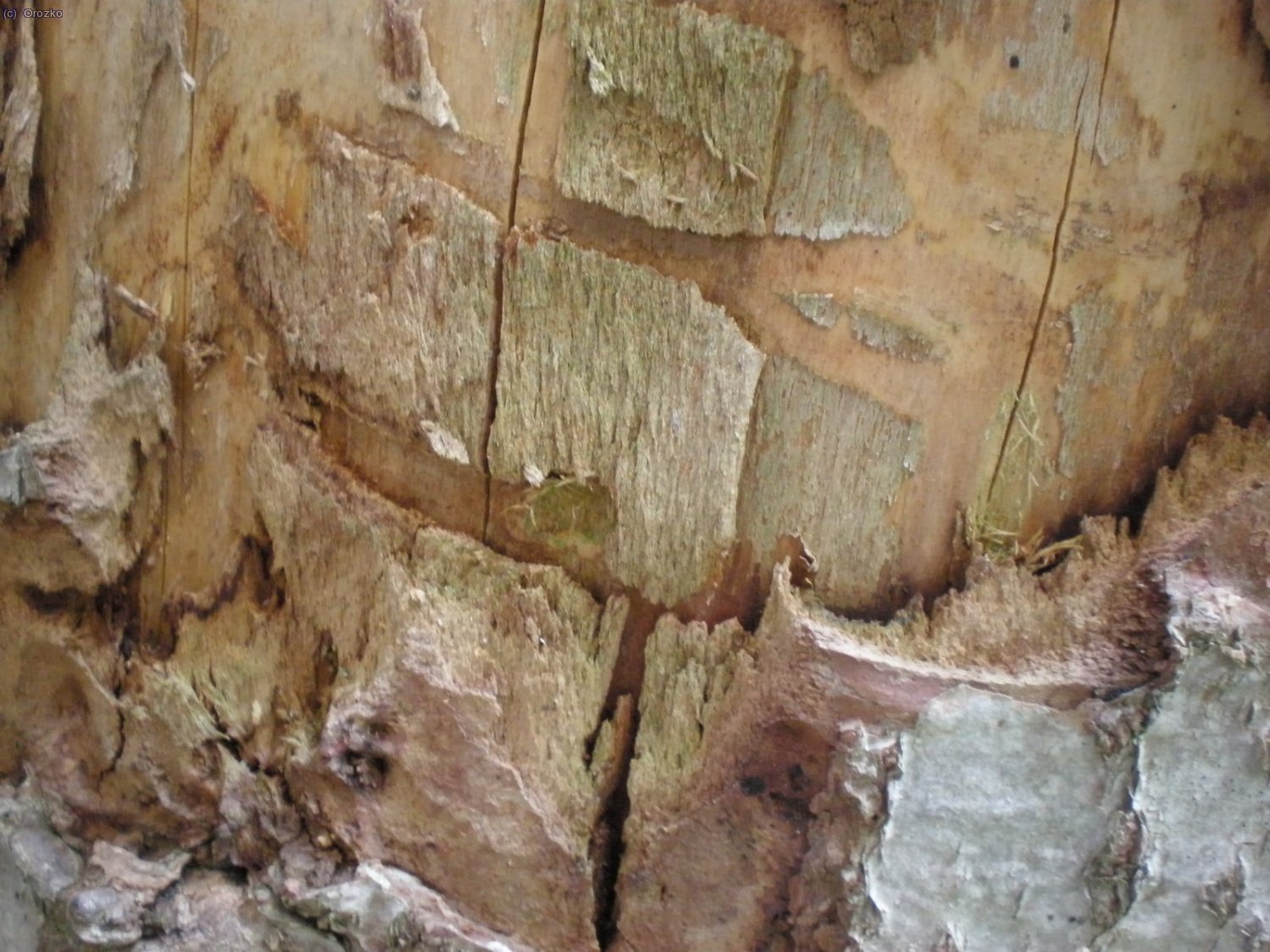 Zarpazo de un oso en el Bosc de Becero.