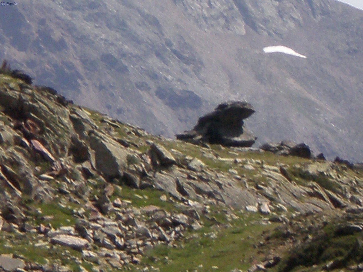 Hipopotamo cerca del refugio de Barbote