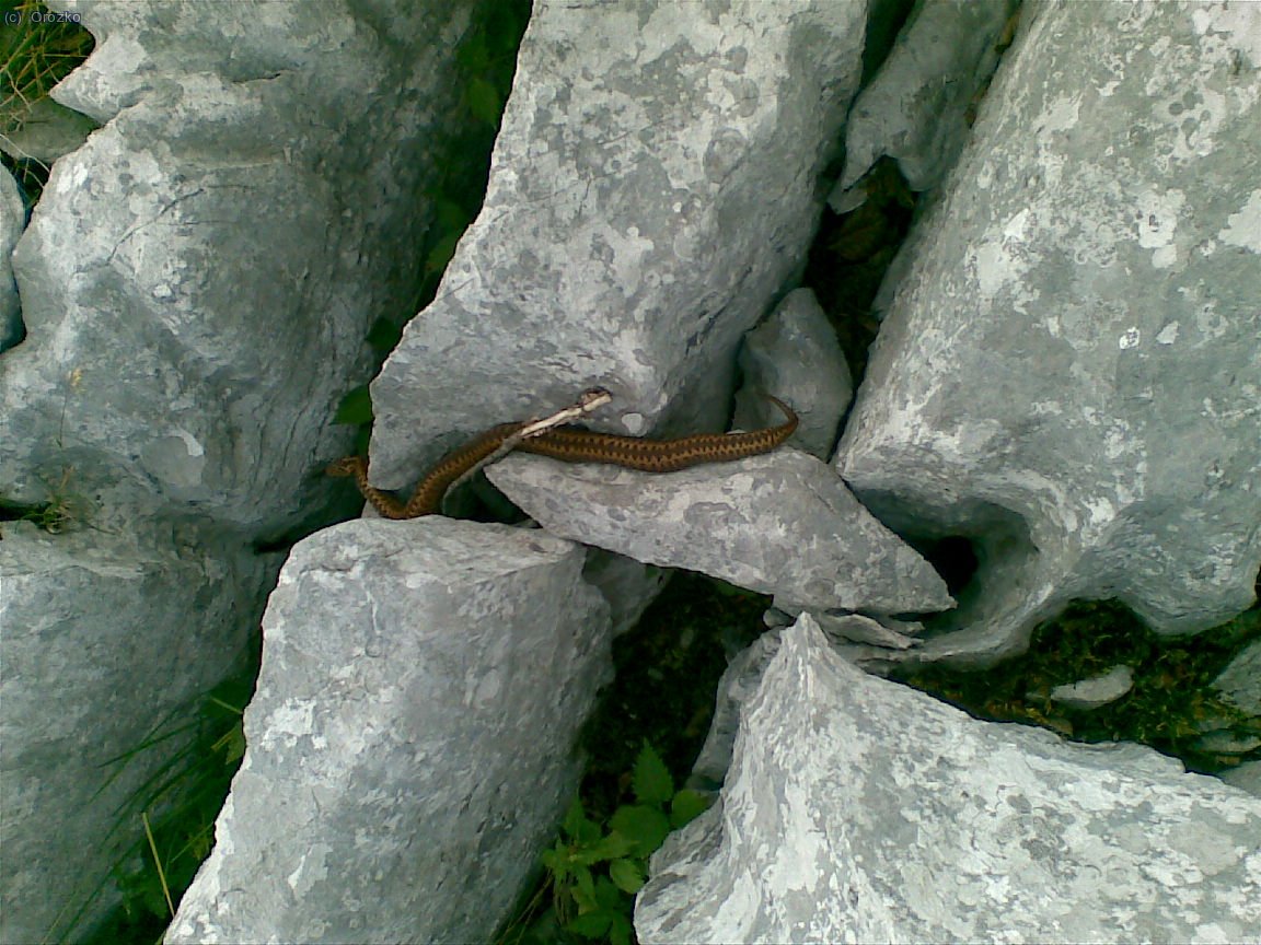 Serpiente en Atxarre, Itxina.