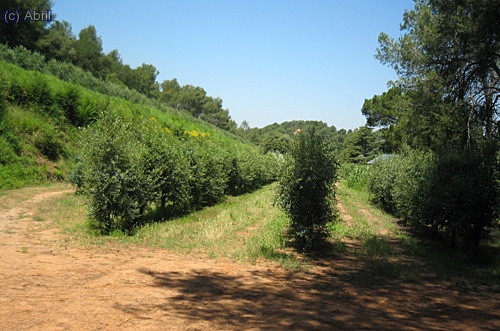 El camp d