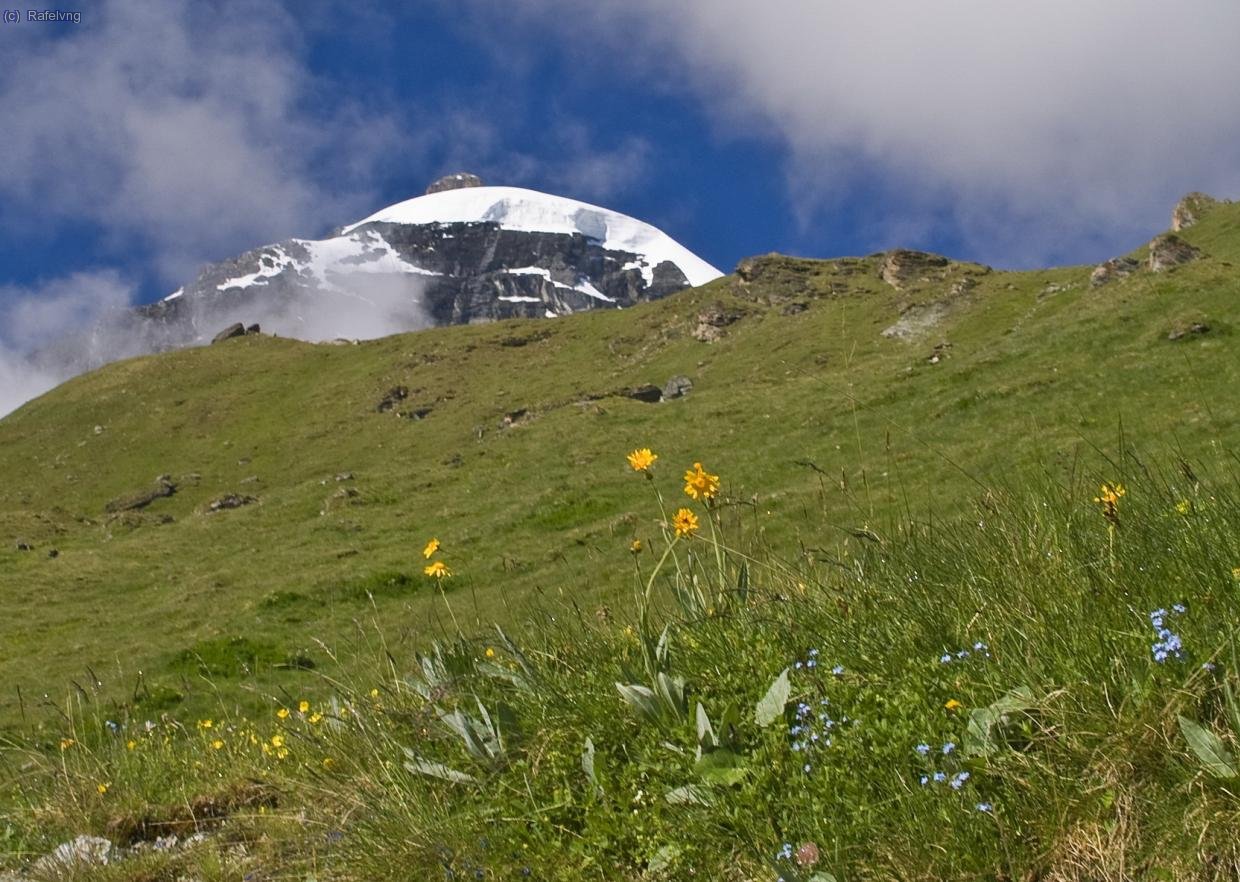 Entorn molt florit al voltant del llac des Dix