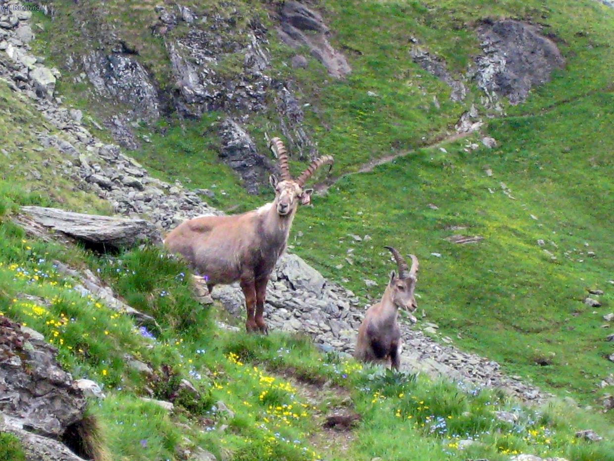 Cabres al sentier des Chamois