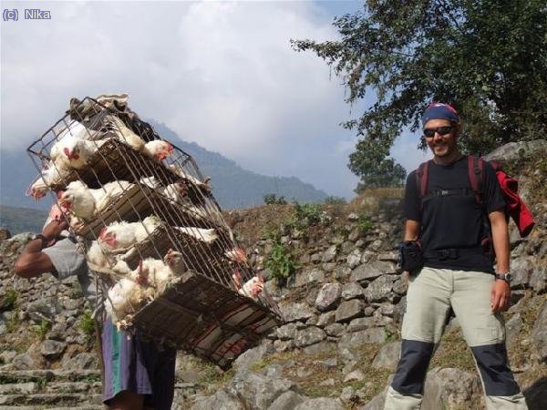 transport de gallines