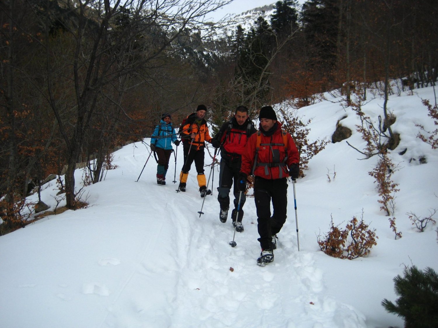 A la baixada ens regalem una tornada per la vessant nord de la vall, i per aquest magnific bosc de fajos.