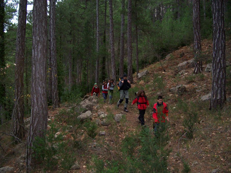 Primero por bonitos bosques.