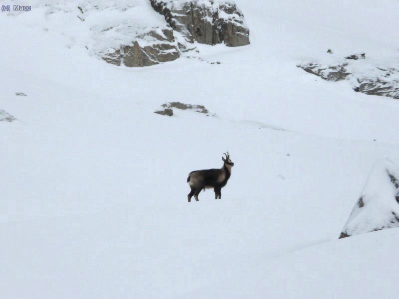 Un compa&ntilde;ero inesperado.