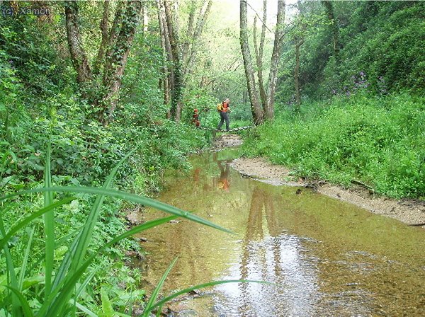 Molta vegetació i aigua, molt relaxant