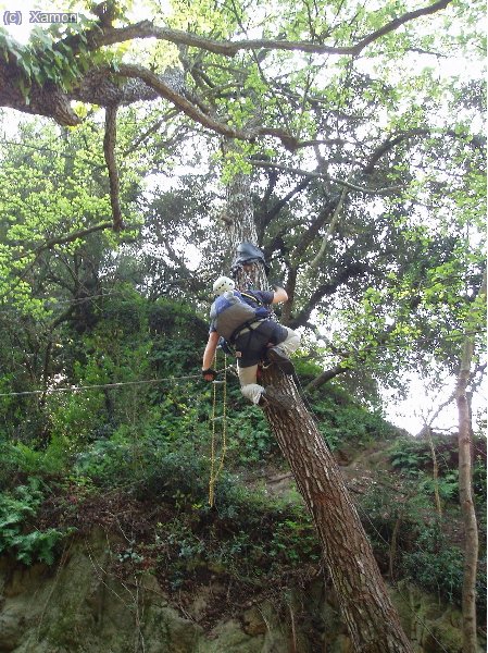 Un tram del pont muntat als arbres es a terra, cal enfilar-se a dalt de l´arbre o be, caminar fins a l´altre banda del pont