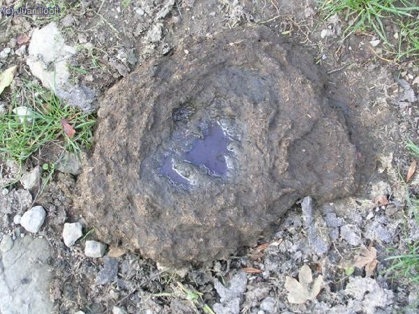 T&iacute;pica flora de monta&ntilde;a, ( al principio hubo el m&aacute;ximo respeto, al final acababan partidas por la mitad)