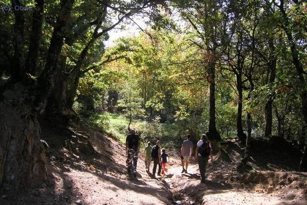 Pels boscos de Viladrau