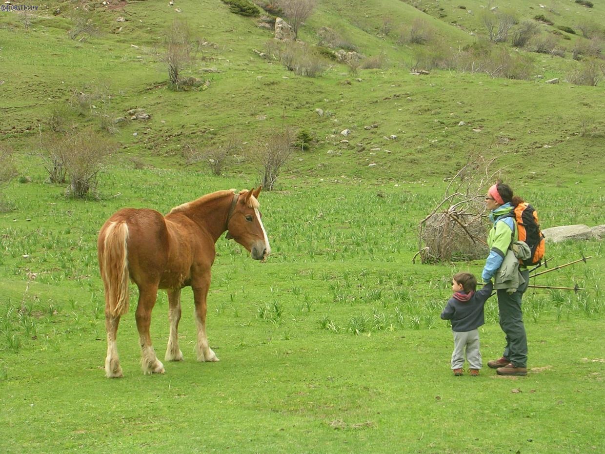 la familia que hablabaa los caballos