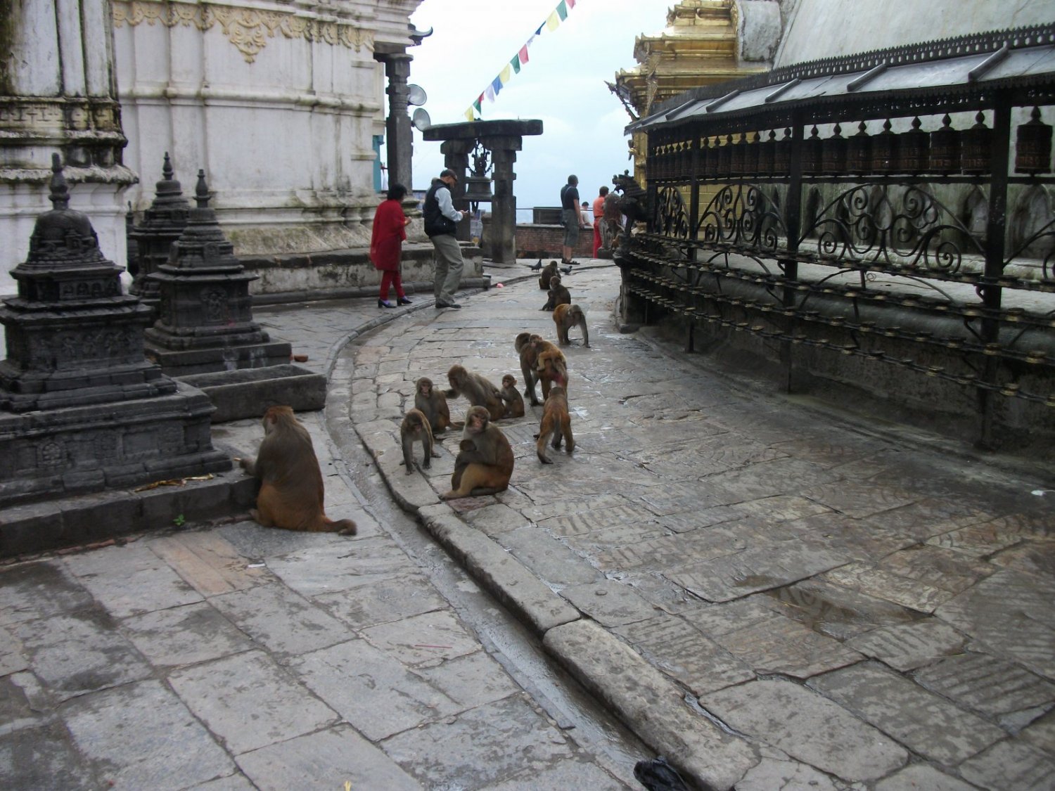 Los habitantes de Swayambunath