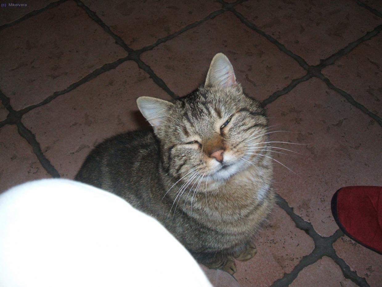 Gel... el gato que apadrinamos en la casa que alquilamos... que xalau!!!