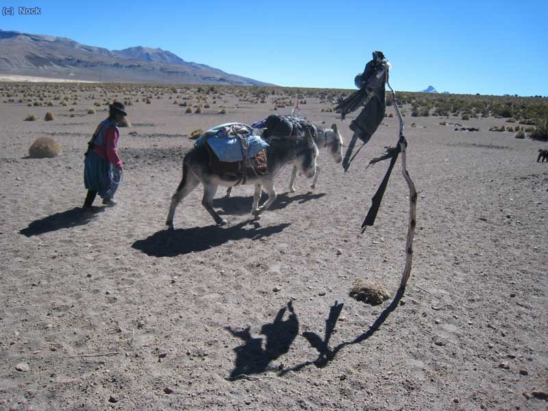 De camino al campo base ,del pueblo de sajama en escasas 3 horas y poco desnivel se llega al campo base, a unos 4.700 m aprox.