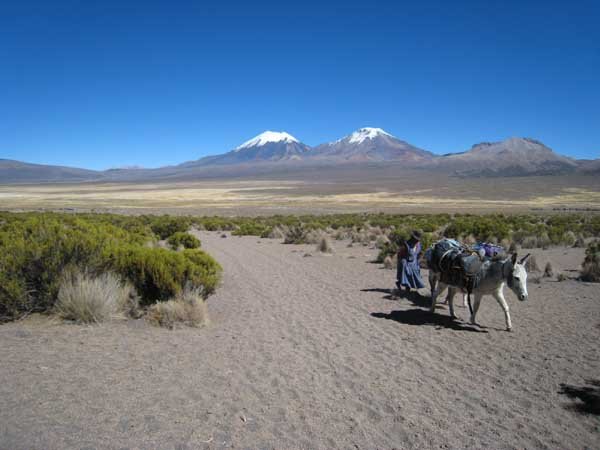 al fondo los otros dos volcanes vecinos con sajama y mas conocidos de la zona parinacota y pomarate.