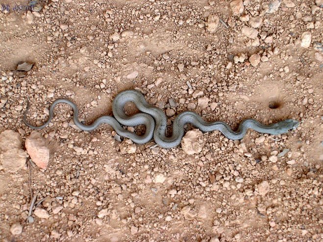 Serra Major del Montsant.