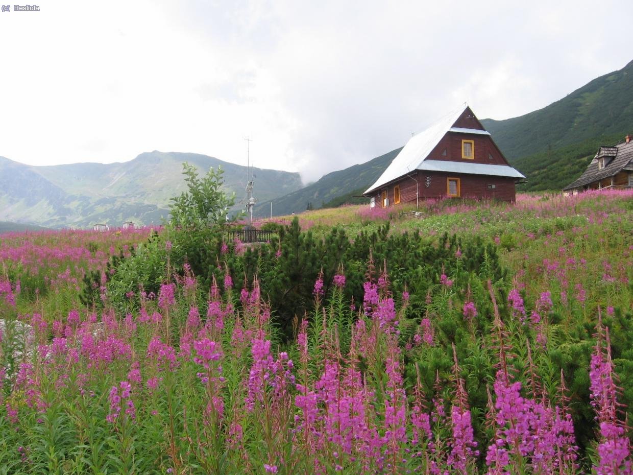 Campo de flores y casa al estilo de G&ograve;ral (Habitantes tradionales de polonia, muchos desplazados por la segunda guerra y el holocausto  como los abuelos de Ewel, que fueron a parar a Legnica, en Dolnoslaskie)