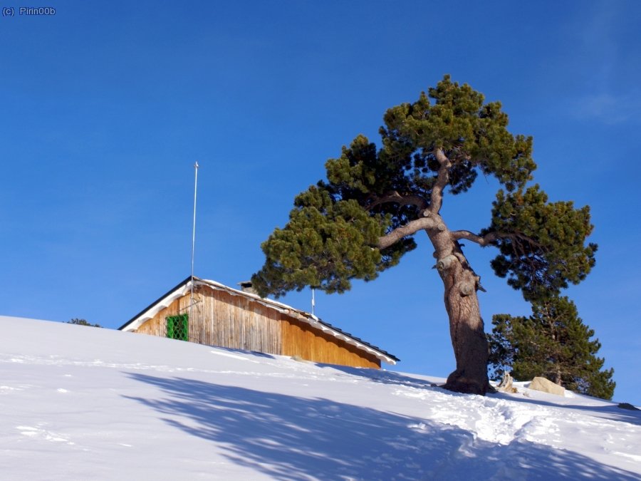 Este &aacute;rbol siempre me ha atra&iacute;do