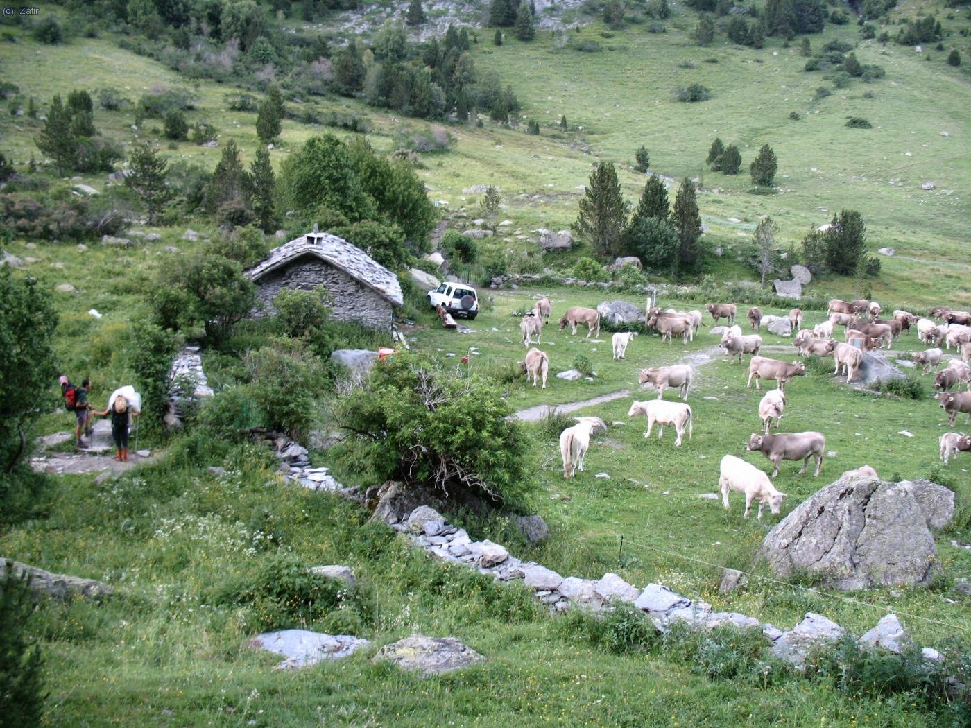 Cabanya del Turmo, plena de vaques i llurs pastors.