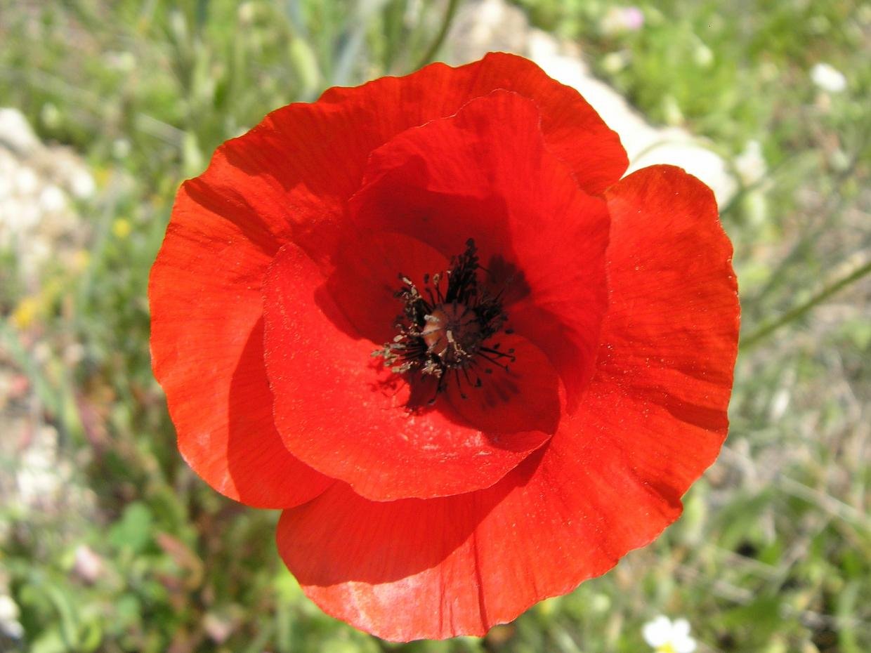 rosella, ganfan&oacute;, babol, vermell&oacute;, quicaracoc, roella, gall, caputx&iacute;, paparota, roguella, m&agrave;pola, puput, quiquiricall, ronsella, param&agrave;... m&eacute;s coneguda com papaver rhoeas
