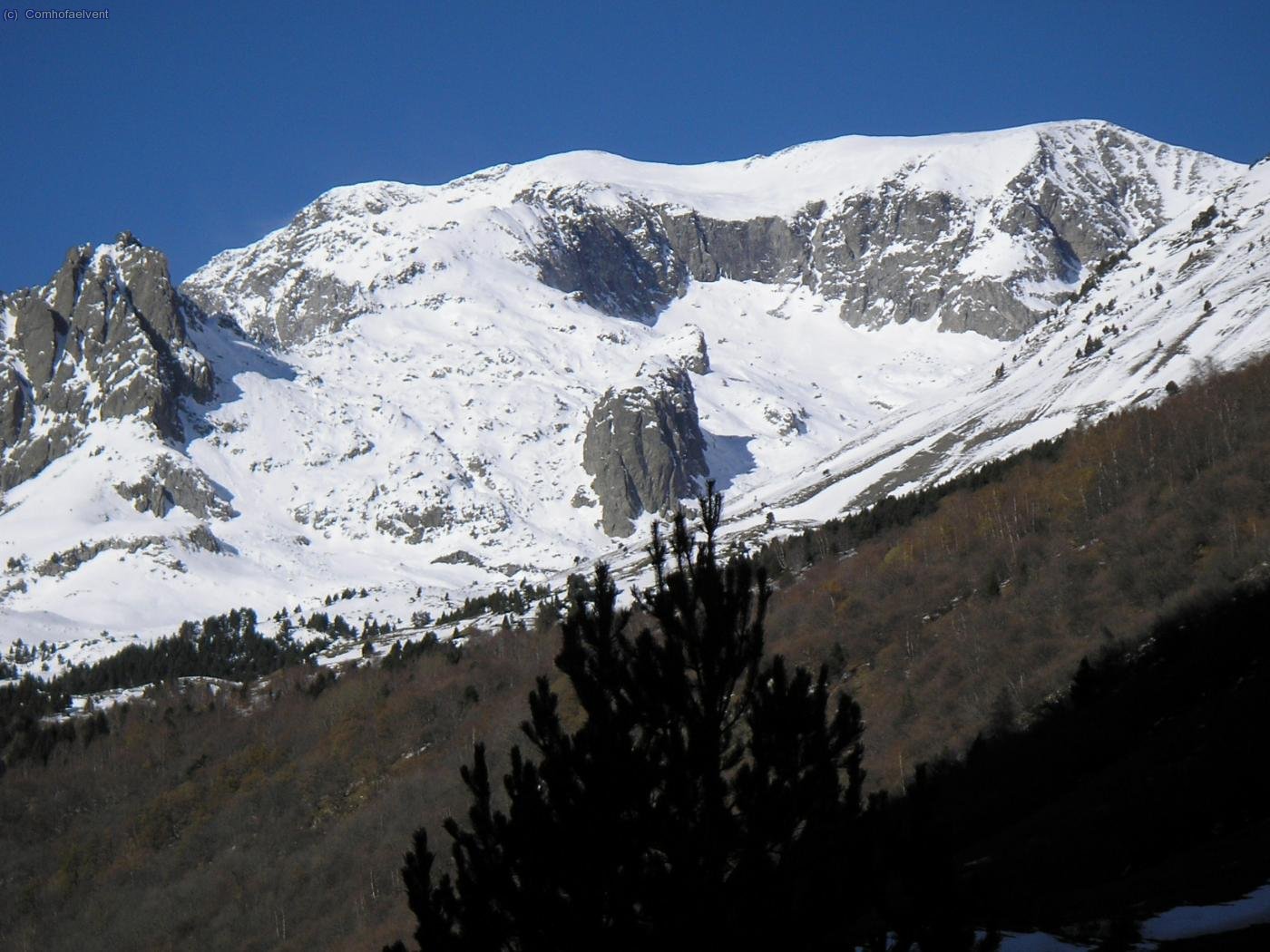Perdiguero