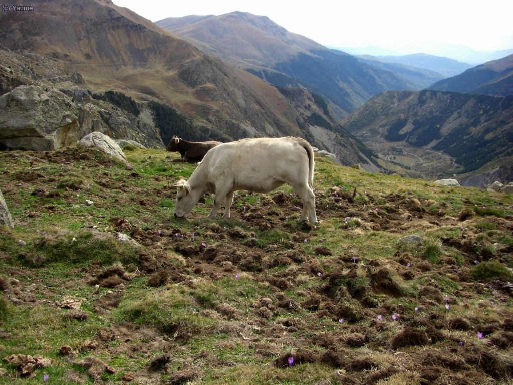 Menjant amb les millors i guarnides estovalles.