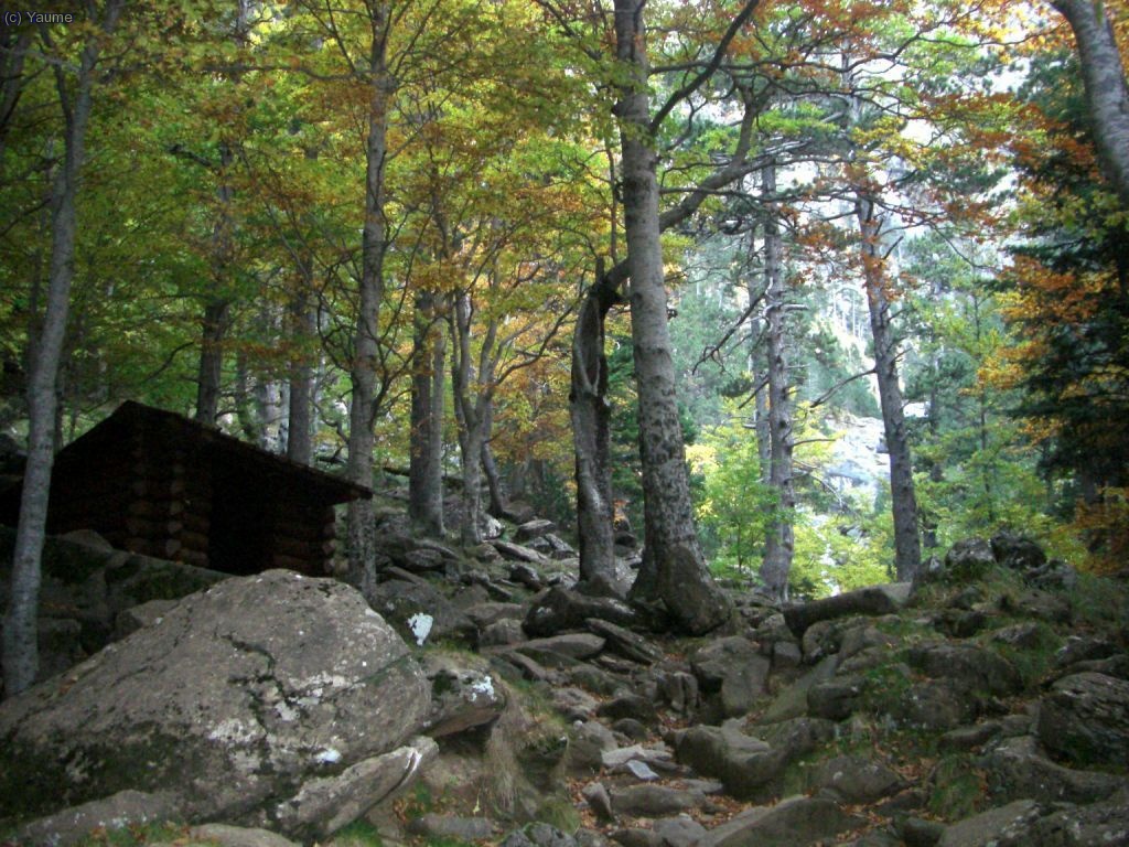 Al mig del bosc encantat, la caseta de Hansel i Gretel (no hi eran per&ograve;).