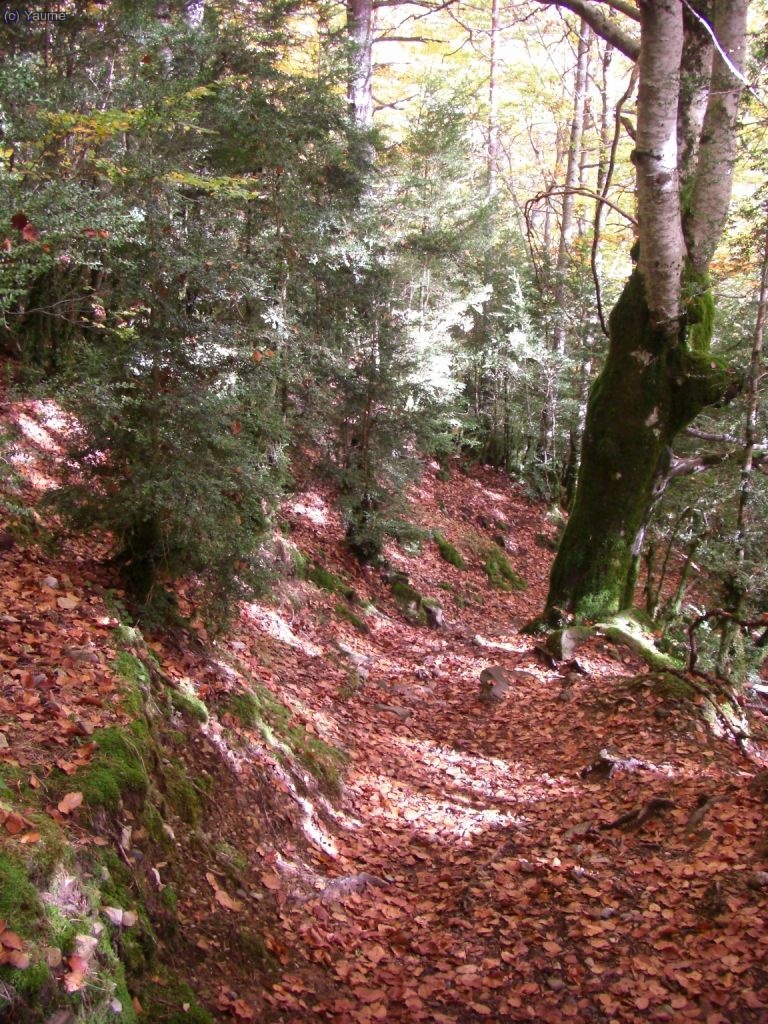 El bosc ens acomiada estenent-nos la m&eacute;s bella de les catifes vermelles. A reveure!...