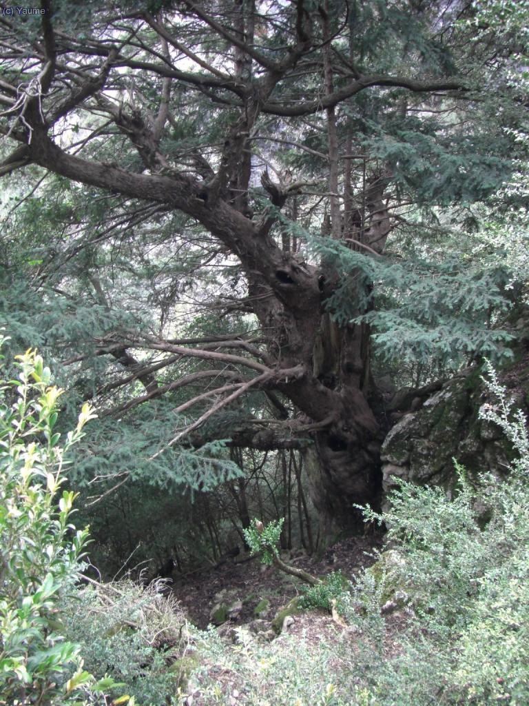 El teix ens diu que ja falta poc...