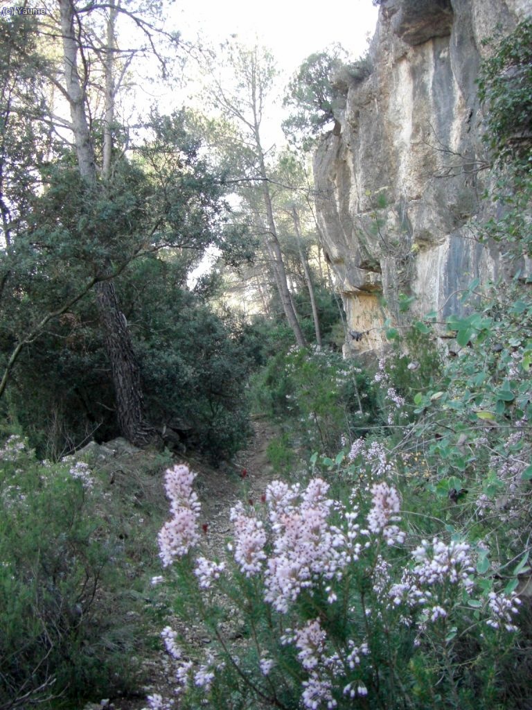 ...per un feixa ben guarnida.