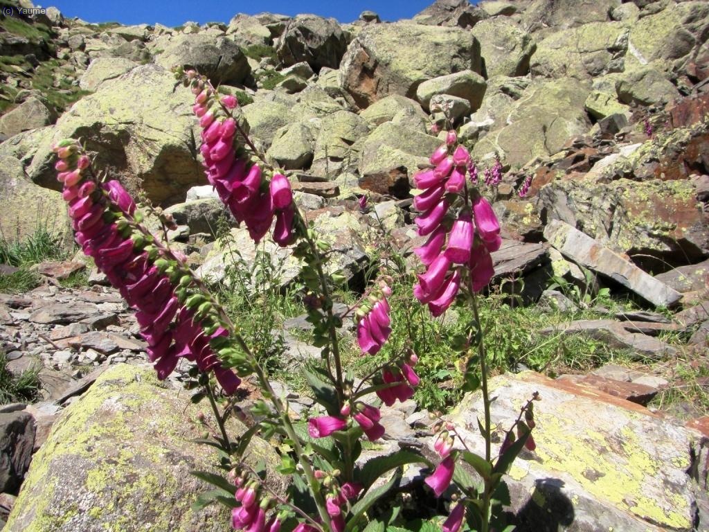 Una digital purp&uacute;ria potser?...