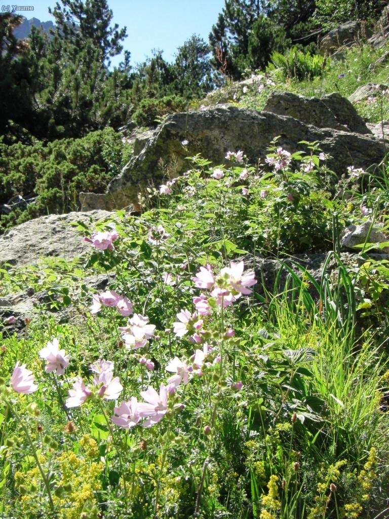 Unes floretes boniquetes ens acomiaden de Remu&ntilde;&eacute;.