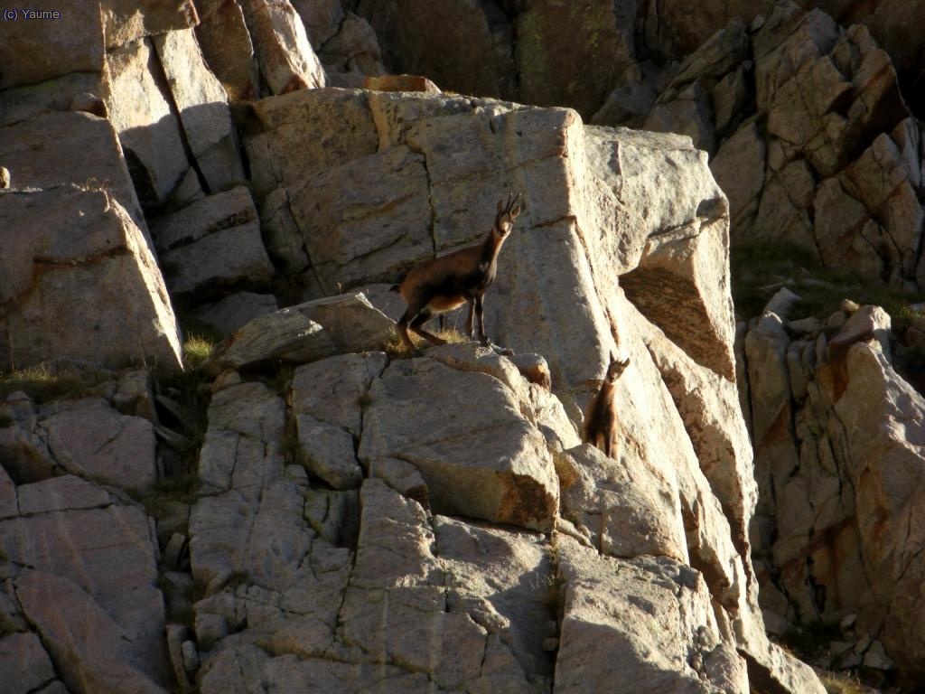 Prop del coll de Ballibierna, uns companys d