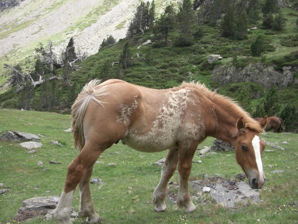 De bell nou, els cavalls, ara dinant i...