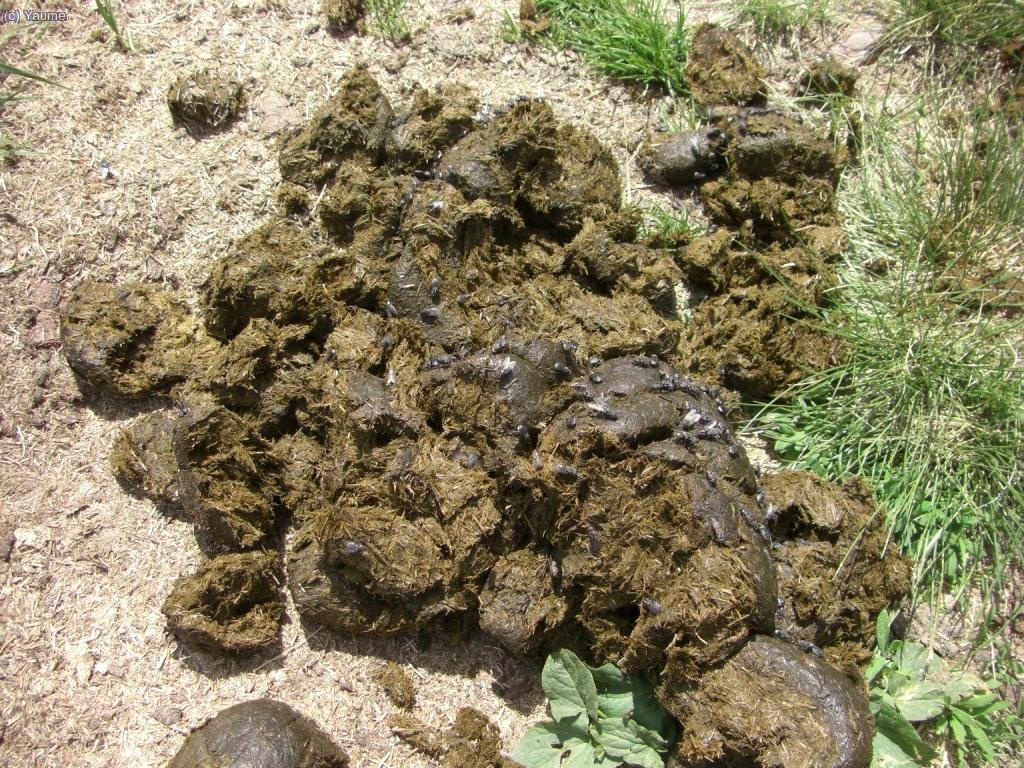 ...i des-dinant. Com dir&iacute;en al treatre: molta merda!