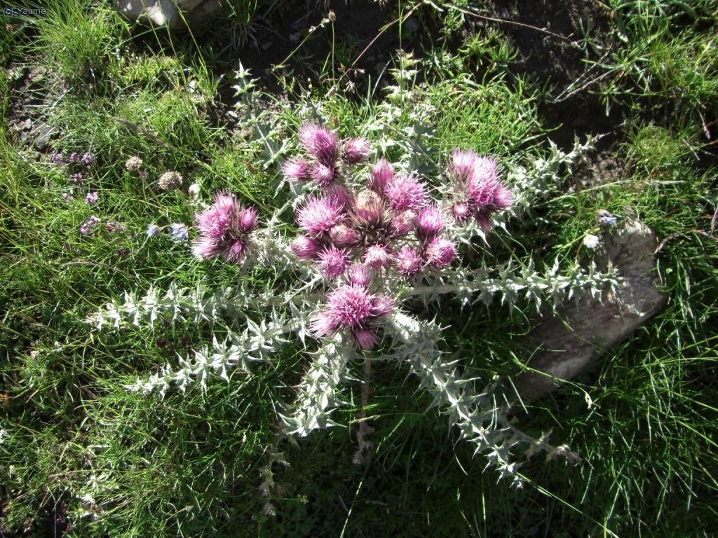 Floretes boniquetes amaneixen la suau pujada pel vell camin de les mines.