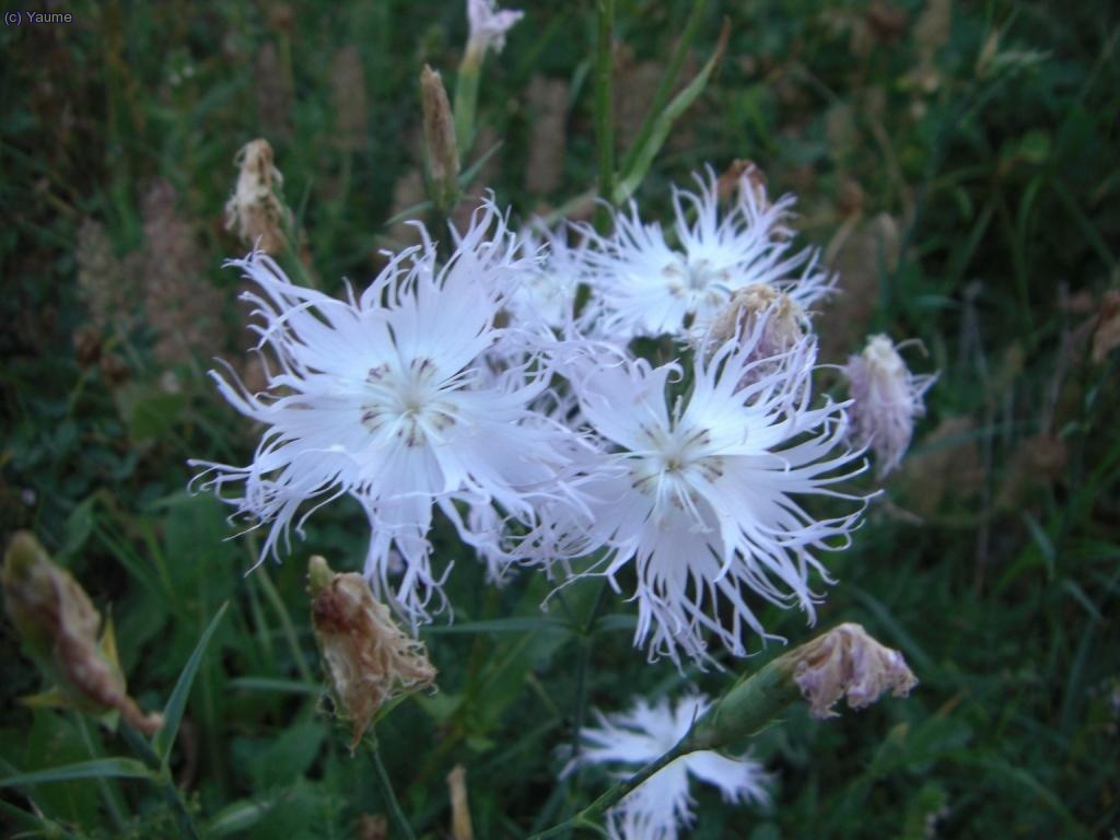 Floretes boniquetes, totes despentinades a aquestes hores del demat&iacute;.