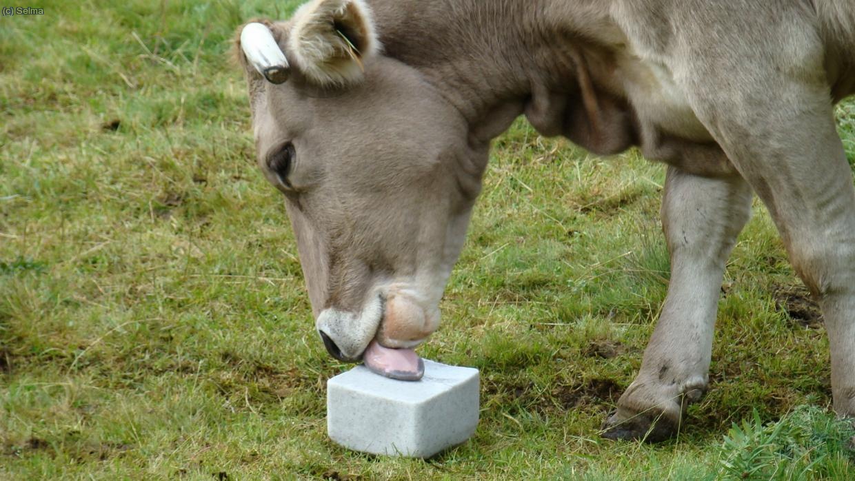 Por fin se lo que chupaban las vacas!!!
