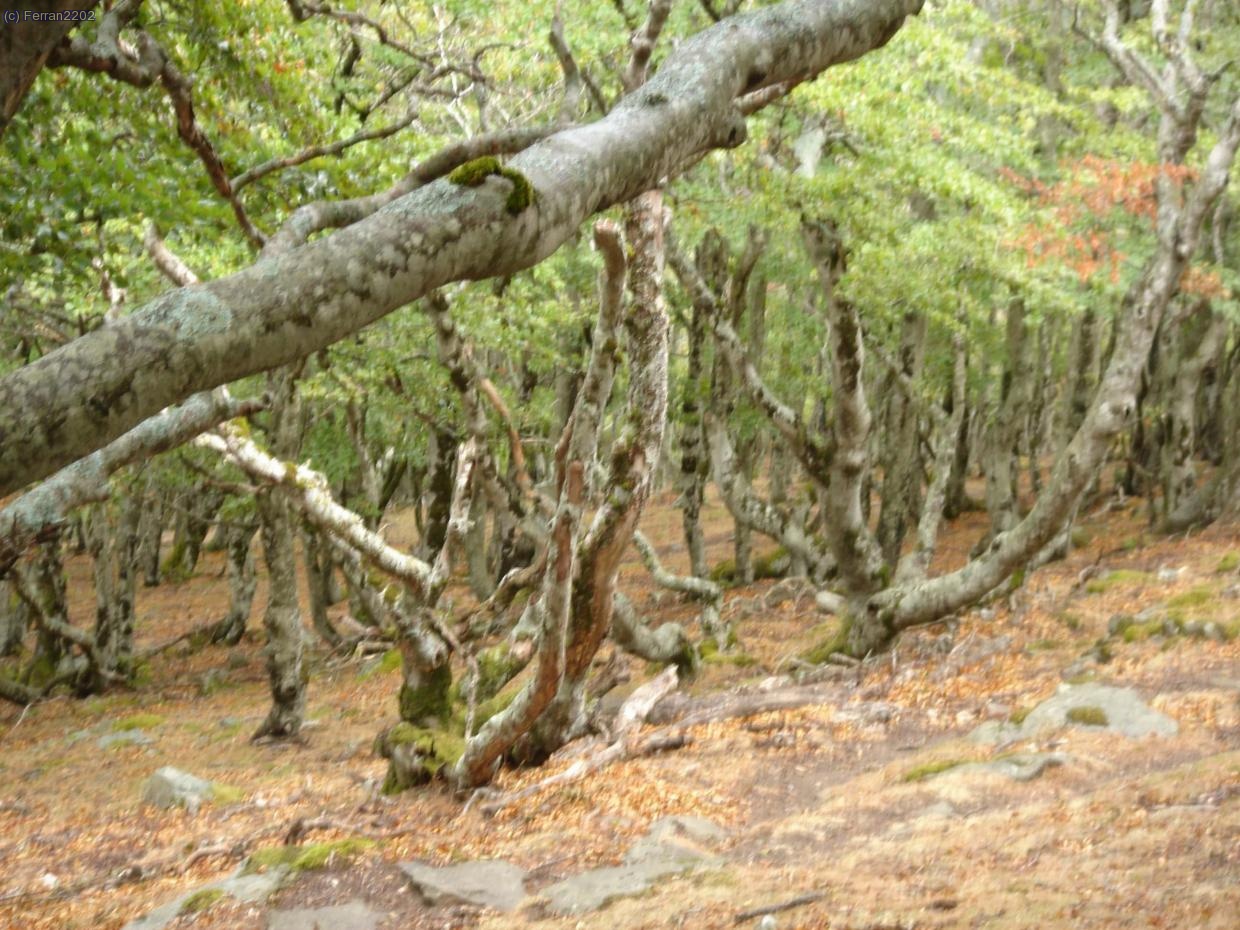 FAGEDA SOTA EL PUIG NEUL&Oacute;S