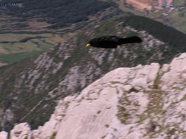 Como una flecha.