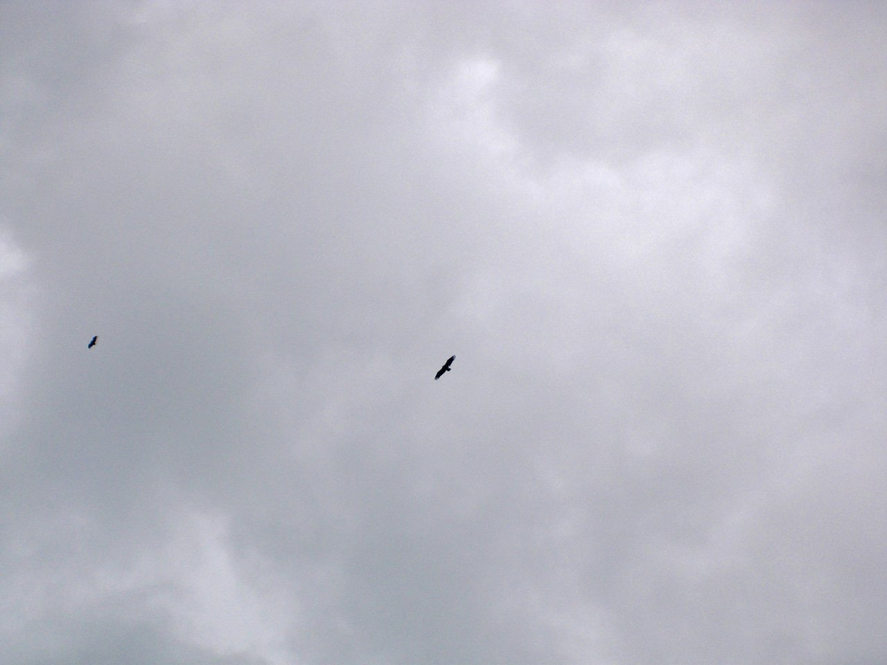 Uns animalons volant.