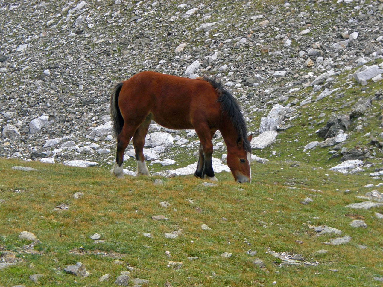Un animal&oacute;...
