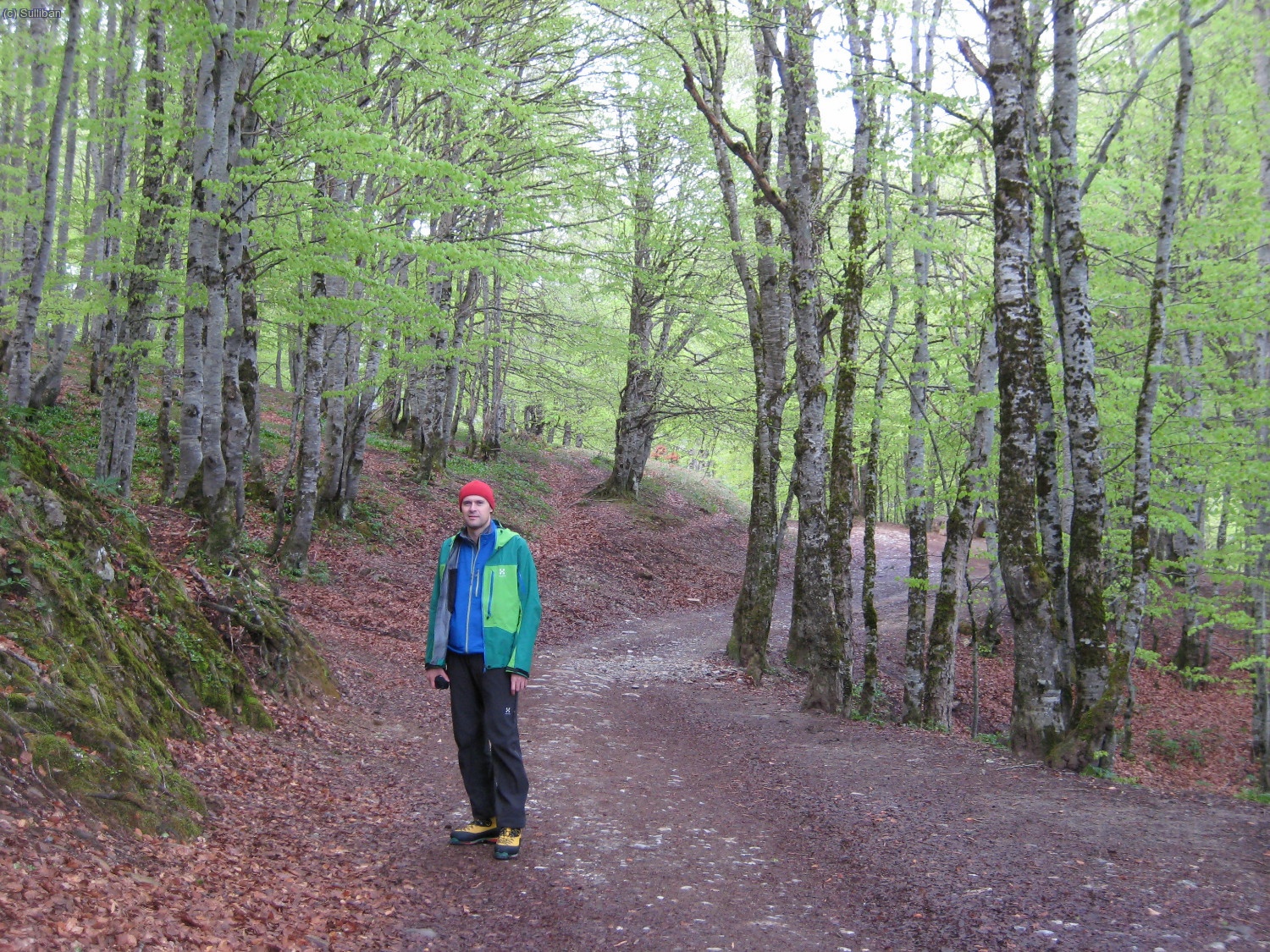 Paseo por el hayedo, camino del circo de Gavarnie.