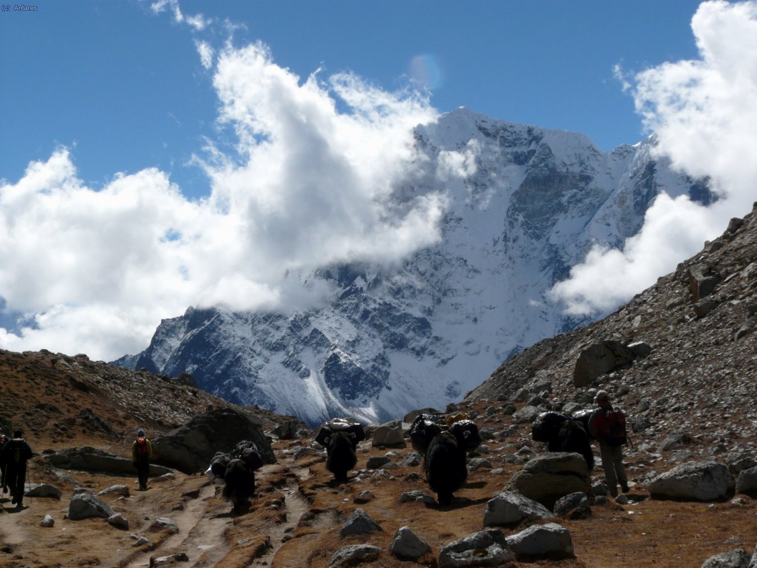 Yaks ante la norte del Taboche camino de Lobuche