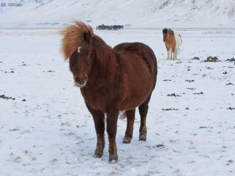 Un caballo island&eacute;s como si nada